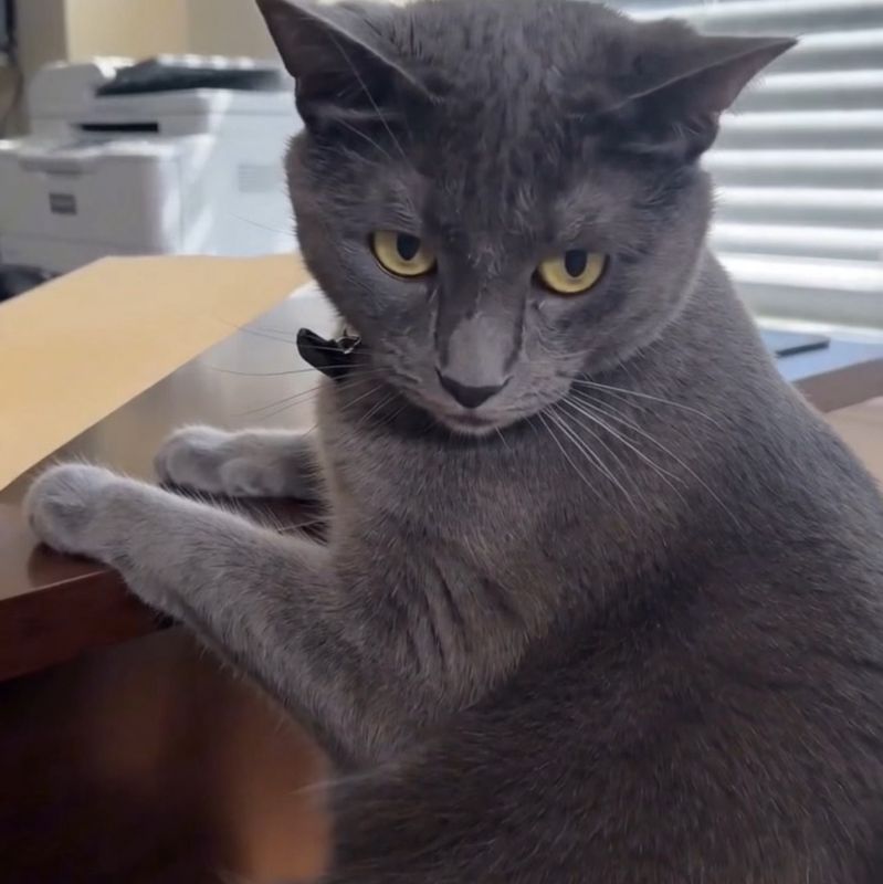 Cosmo