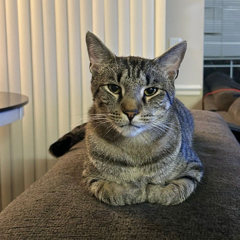 Archie