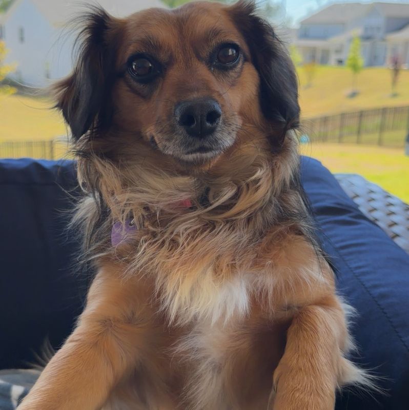 Suki