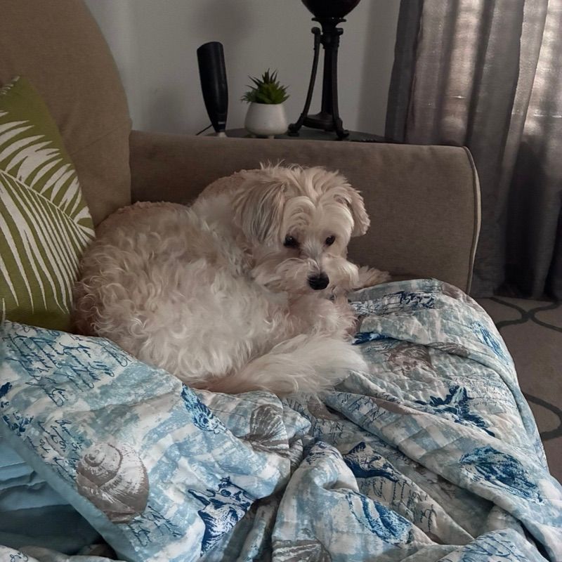 Teddy