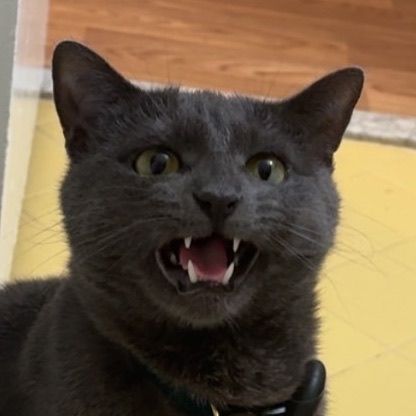 Cosmo