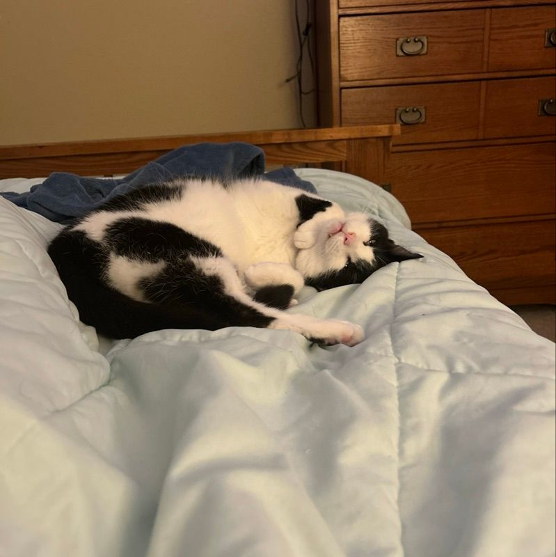 Albus