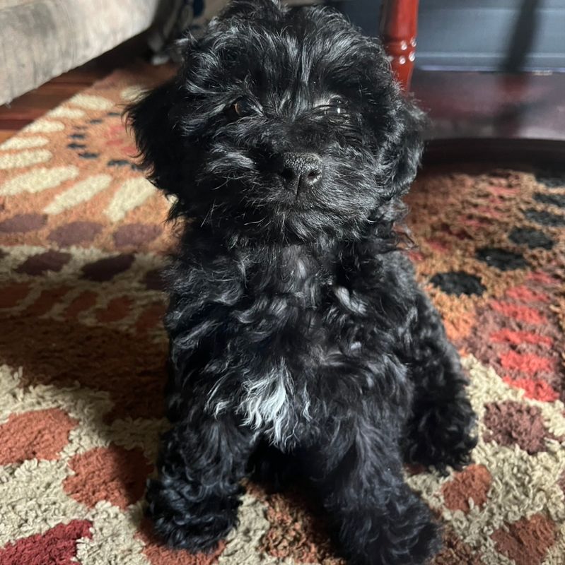 Cooper