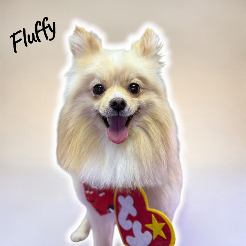 Fluffy