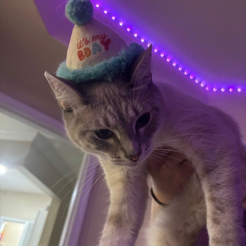 Mochi
