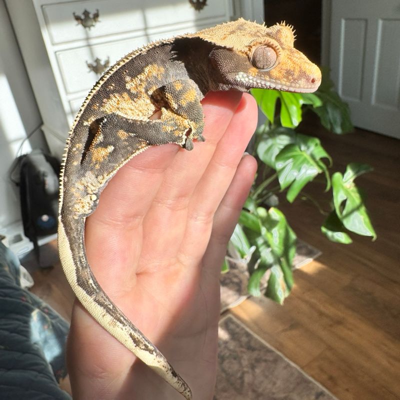 Chester