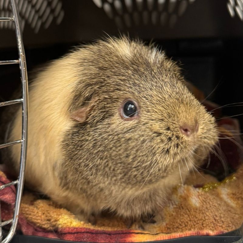 Bertha