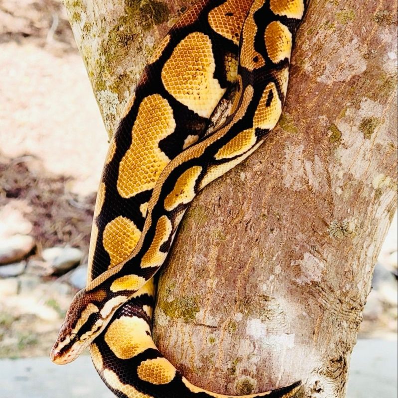 Butter