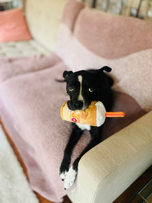 Pet Sitting