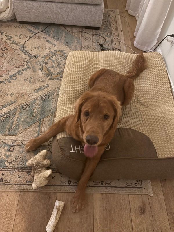 A reddish-brown dog lies on a tan quilted pet bed on a patterned rug, with a plush toy and a chew nearby.