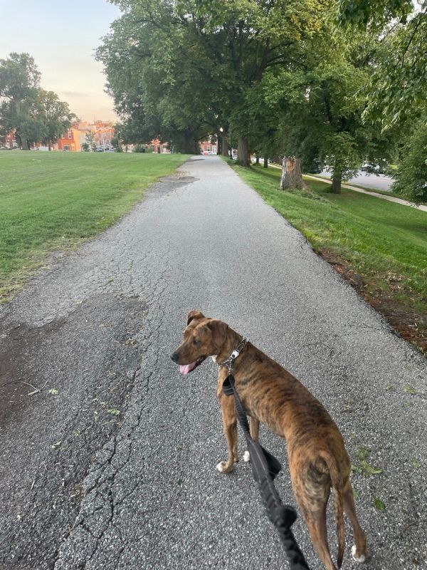 A brindle dog on a leash walks away from the camera along a paved path lined with tall trees and grass.