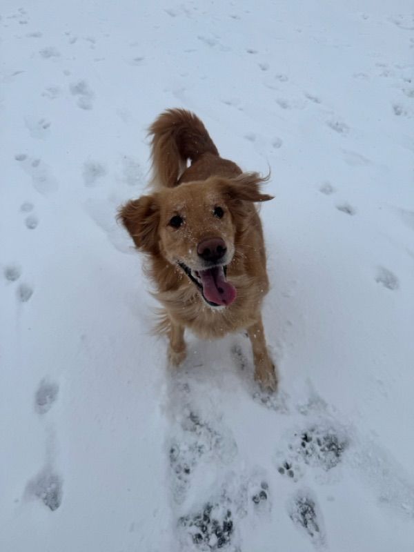 Dog Walking