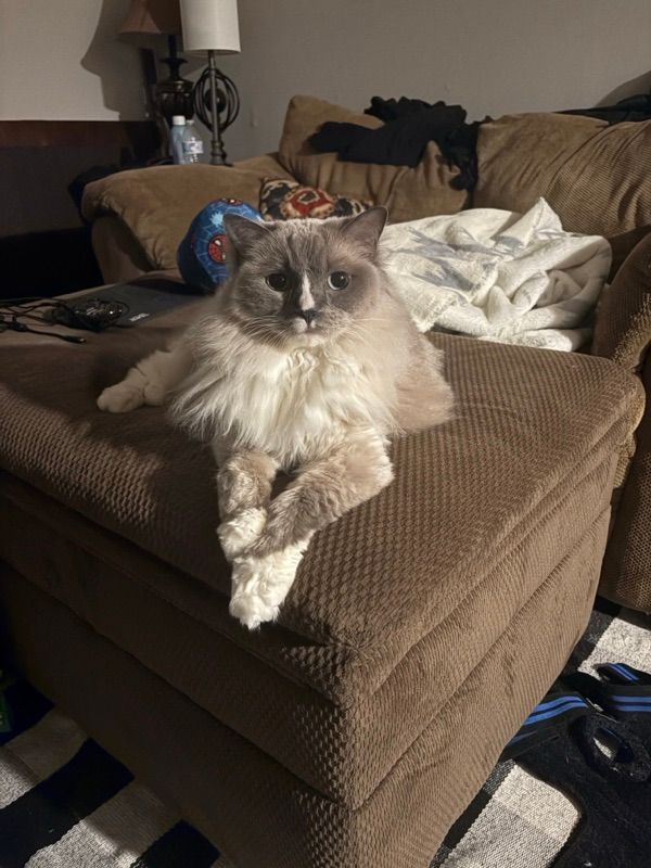 A long-haired cat with cream and tan fur lies on a brown textured ottoman in a living room near a couch with throw pillows.
