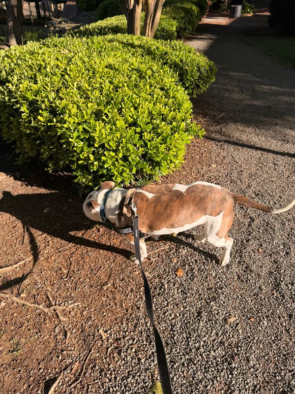 Dog Walking