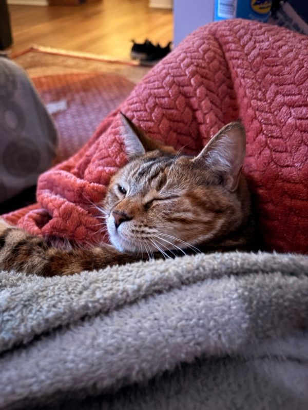 Dedicated, fun loving, pet sitter