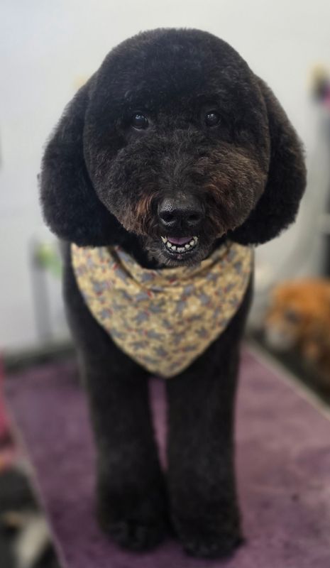 Dilworth Dog Grooming