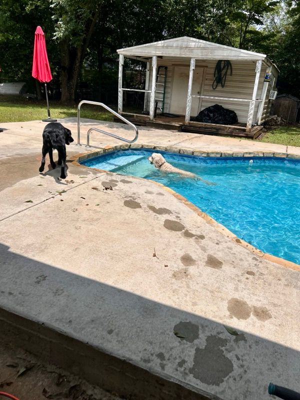 A black dog stands on a concrete pool deck while a light-colored dog swims in a blue in-ground pool beside a small shed.
