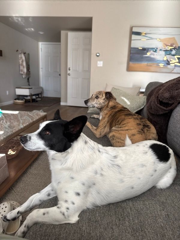 A black and white dog lies on a gray rug and a brindle dog rests on a gray couch in a living room with an abstract painting.