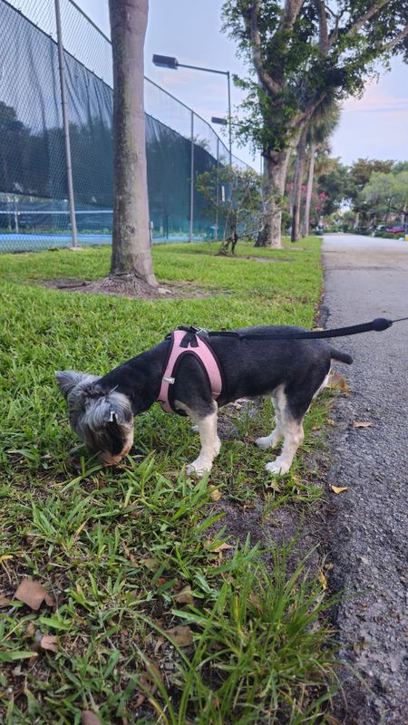 A small black and tan dog wearing a pink harness sniffs grass beside a paved path, with a chain-link fence and trees behind.