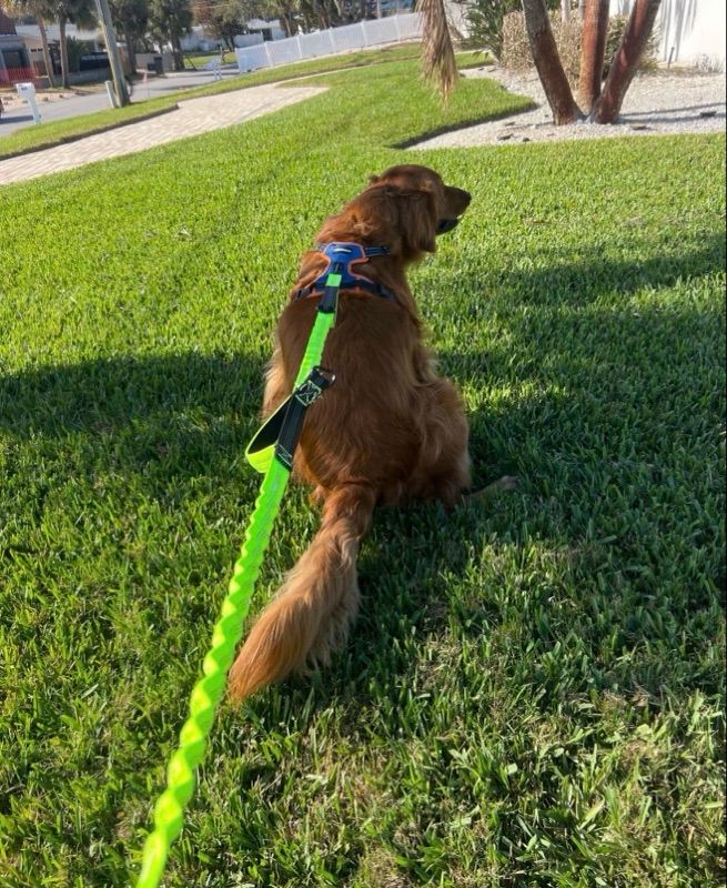 A reddish-brown dog sits on green grass wearing a blue harness and a bright green leash, facing away toward a sunny street.