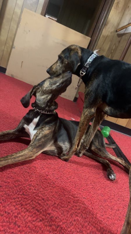 Pet sitter!