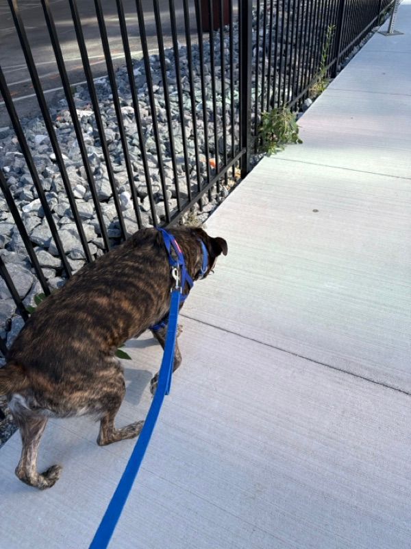 A brindle dog wearing a blue harness and leash walks along a concrete sidewalk beside a black metal fence and gravel.