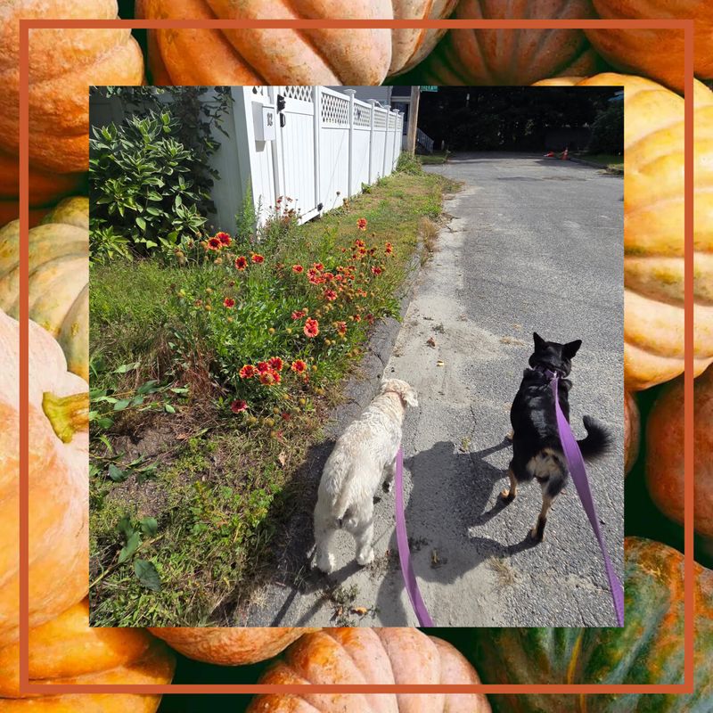 Two dogs on purple leashes walk down a paved street past a white fence and orange flowers, with pumpkins framing the picture.