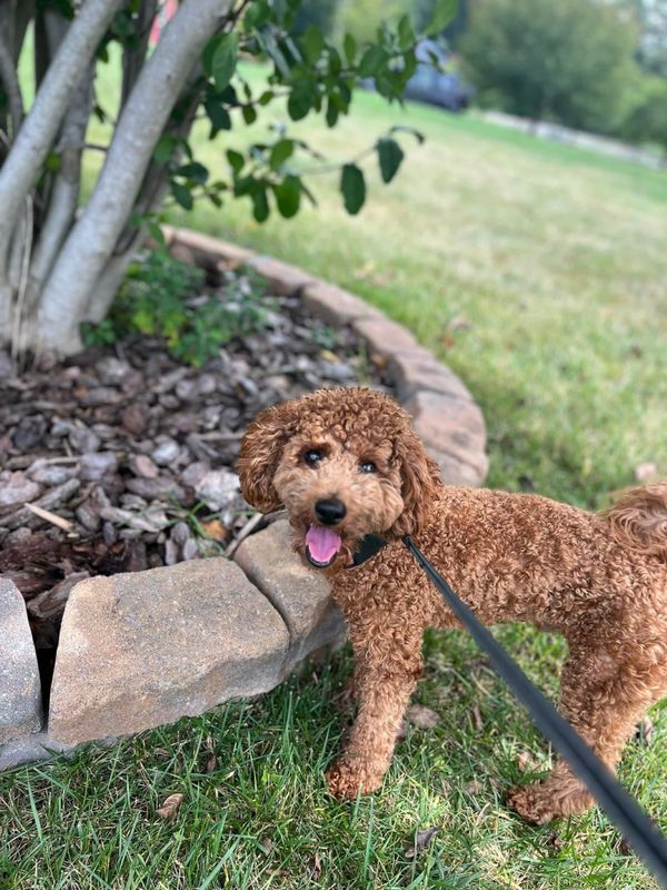 Dog Walking