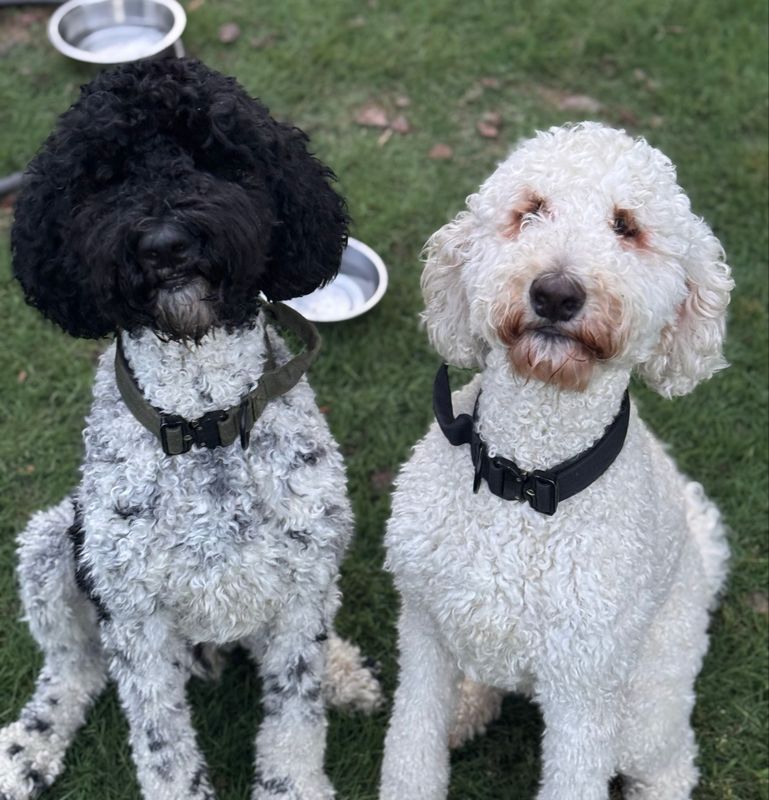 Pet Boarding