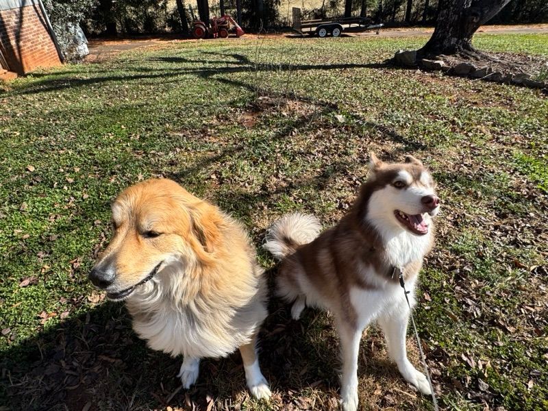 Leash Manners Coaching