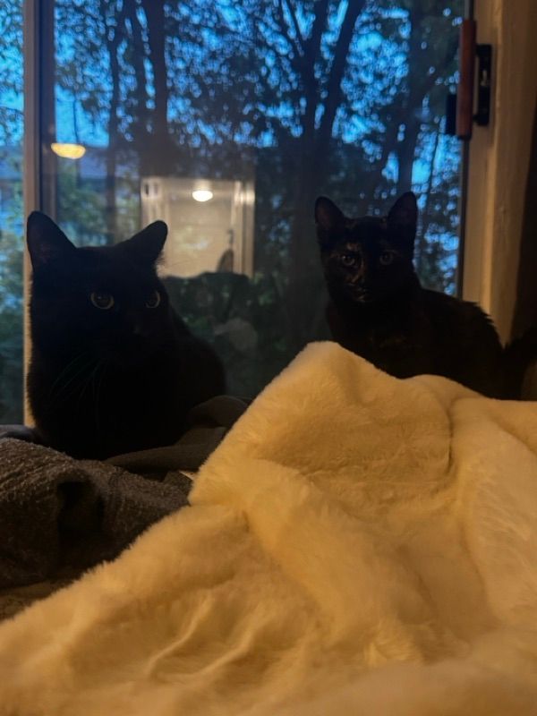 Two dark cats sit on a gray blanket by a window at dusk, with a cream fleece blanket in the foreground.