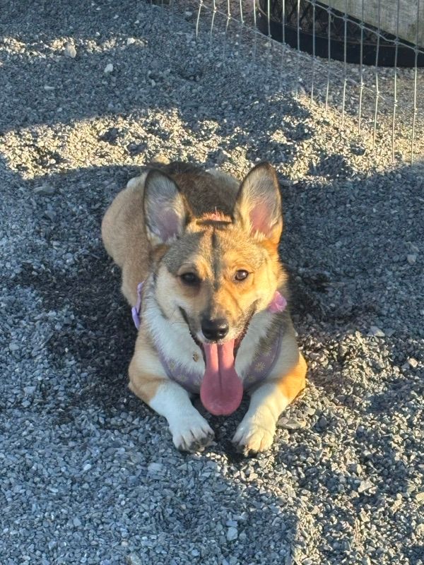 A tan and white dog with large upright ears lies on gravel in sunlight, tongue out, wearing a purple harness.
