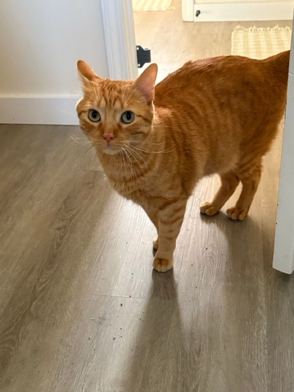 An orange tabby cat with green eyes walks toward the camera across a light wood-look floor near a white doorframe.