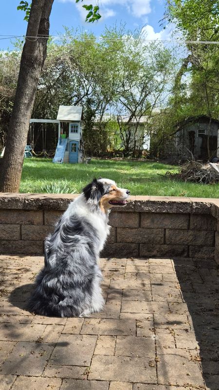 A merle dog with white, gray, and tan markings sits on a brick patio facing a stone wall, with a playhouse and yard behind.