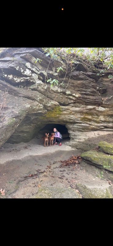Daily Dog Walking