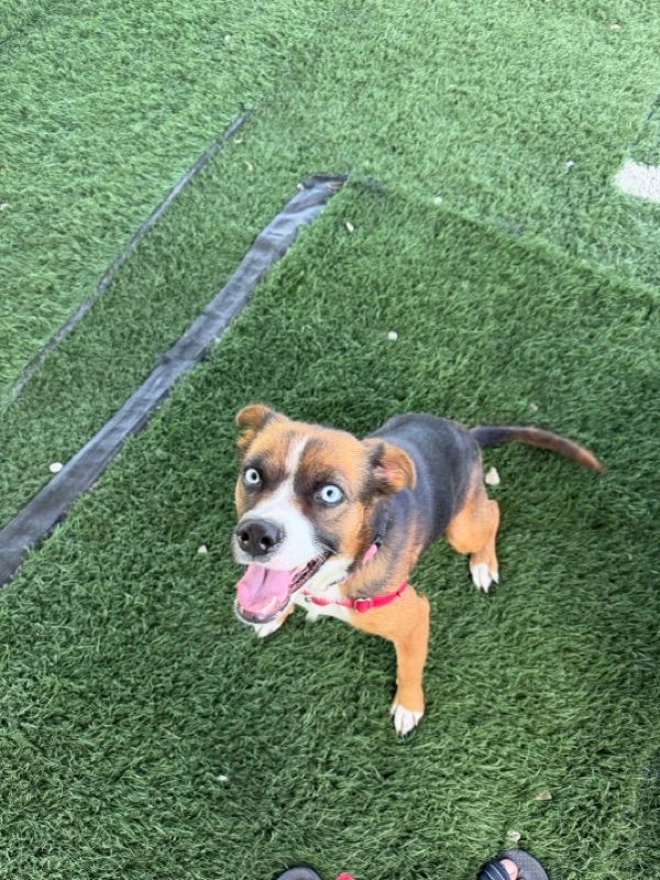 A tricolor dog with light blue eyes and a red collar stands on green artificial turf, mouth open and looking up.
