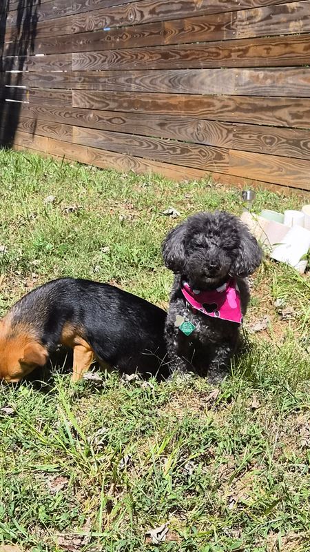 Two small dogs sit on grass beside a wooden plank fence, one black with a pink heart bandana and one black and tan.