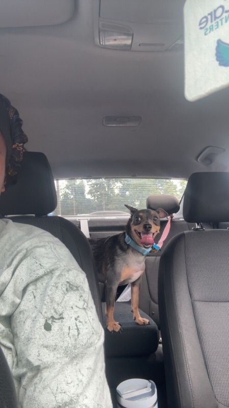 A small brown and tan dog with a blue collar stands on a back car seat, tongue out, as a person in a light top sits in front.