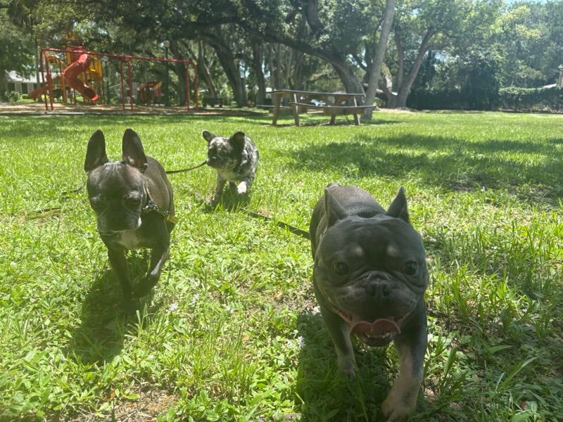 Dog walks