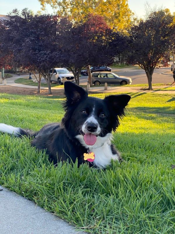 A black and white dog with large upright ears lies on green grass with its tongue out, with trees and parked cars behind it.