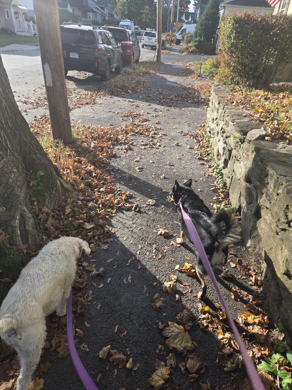 Solo Walks for Nervous Pups