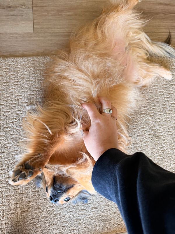 Pawmazing Pet Sitting