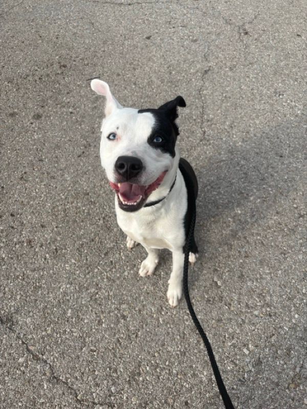 A white and black dog sits on pavement looking up with its mouth open, wearing a dark collar and leash.
