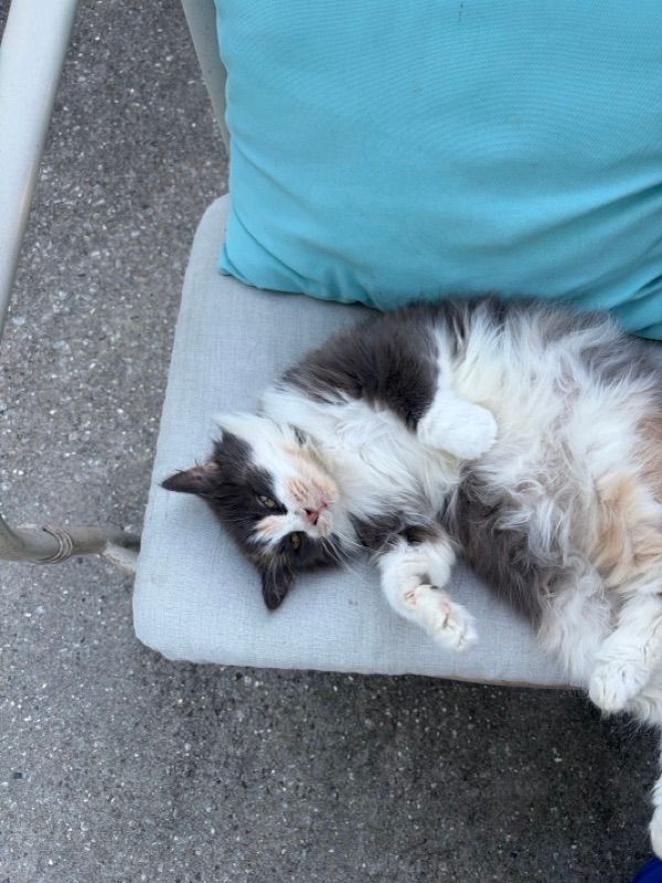 Cat Sitting!