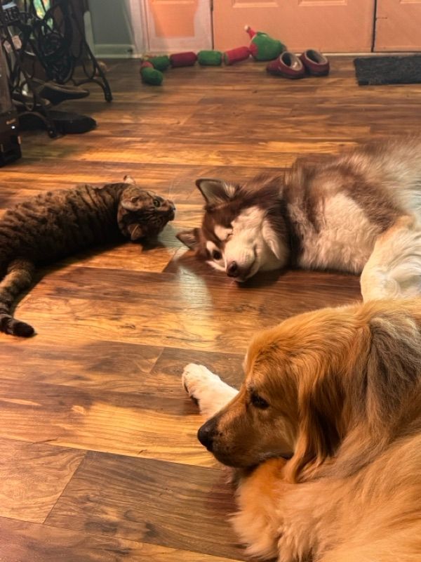 Evening Drop-In Visits