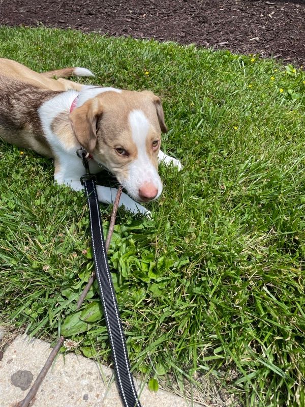 A tan and white young dog lies on green grass beside a black leash and a stick, with mulch visible at the top of the photo.