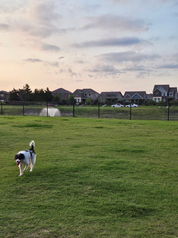 A black and white dog runs across a grassy field toward a chain-link fence, with houses and parked cars under a sunset sky.