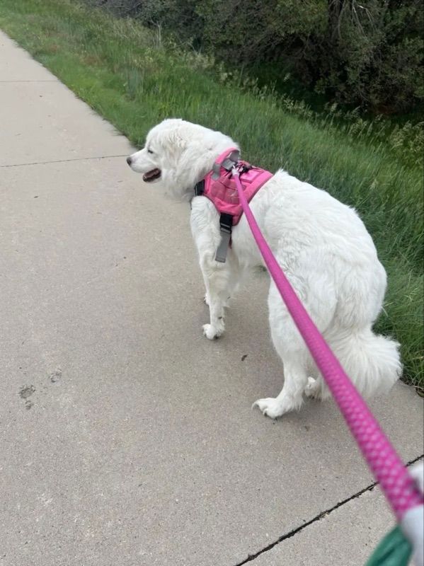 A large white fluffy dog wearing a pink harness walks on a concrete path beside grass, held by a pink leash.