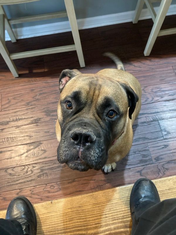 A tan dog with a black muzzle looks up at the camera on a wood-look floor, with a person's black boots visible at the bottom.