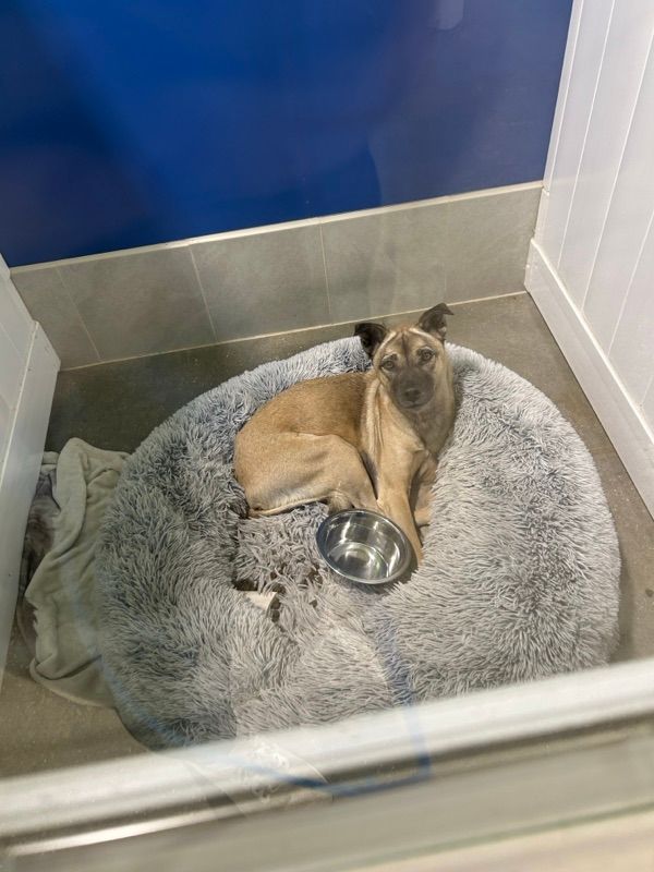 A tan dog with upright ears lies on a round gray plush bed in a kennel, with a stainless steel bowl beside it.